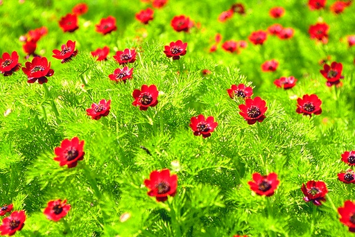 [AC-6050-00] Adonis d'été (plante annuelle hivernante)