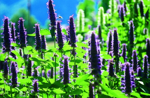 Agastache (Korean mint) (perennial)