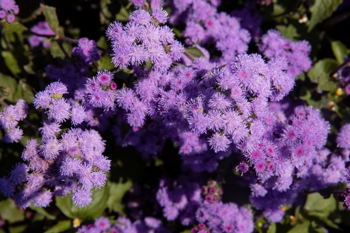 [60800] Ageratum (Blausternchen) (einjährig)