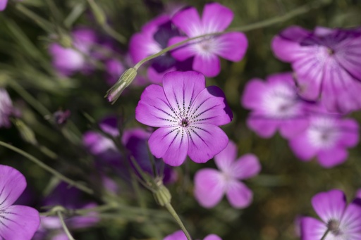 [AC-6101-00] Nielle Gracieuse (plante annuelle hivernante)