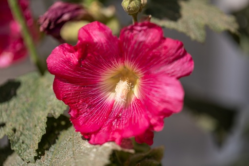 [AC-6140-00] Rose Trémière, Mélange (plante bisannuelle ou vivace)