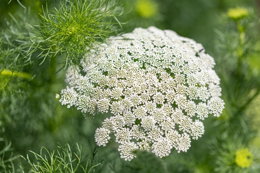 [AC-6155-00] Ammi visnage (Herbe au cure-dents), Broderie de Saint-Gall (annuelle)