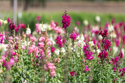 [AC-6240-00] Muflier (Gueule de loup), Mélange (Plante annuelle ou bisannuelle)