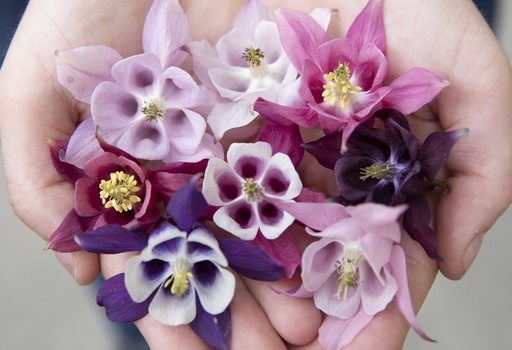 [62500] Aquilegia comune