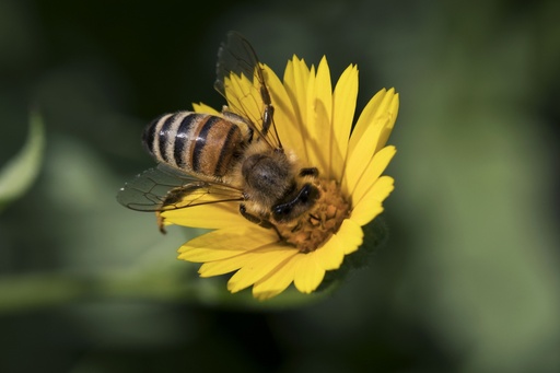 Ackerringelblume (einjährig)