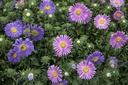 Aster, Glory mixture (annual)