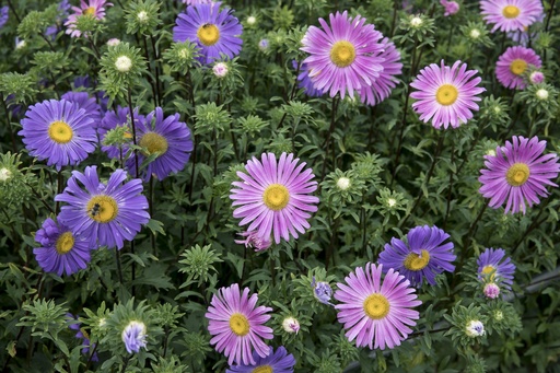 Aster, Glory mixture (annual)