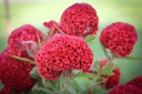 Celosia (Cockscomb), Coral wonder (annual)