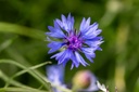 Cornflower (annual hibernating)