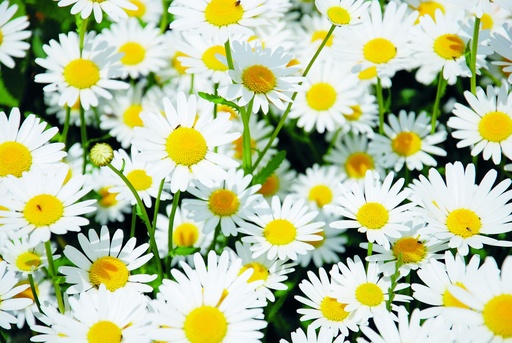 [AC-6540-00] Ox-eye daisy, Grandeur mixture (annual)