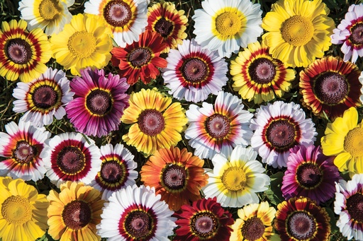 [AC-6541-00] Summer chrysanthemum, Magnificent mixture (annual)