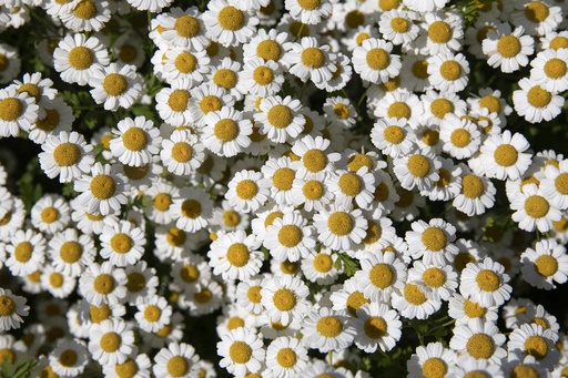 [AC-6600-00] Feverfew (perennial)