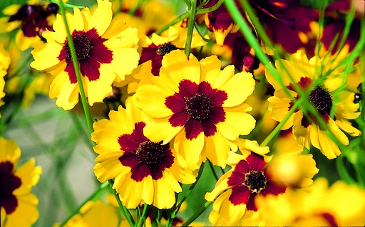 [AC-6610-00] Tickseed (Coreopsis), Pastel-coloured mix (annual)