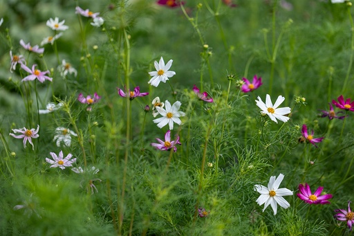 Cosmea, Colori pastello misto (un anno)