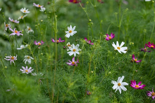 Cosmos (Mexican aster), Pastel-coloured mixed (annual)