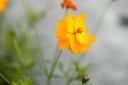 Cosmos (Mexican aster), Orange (annual)