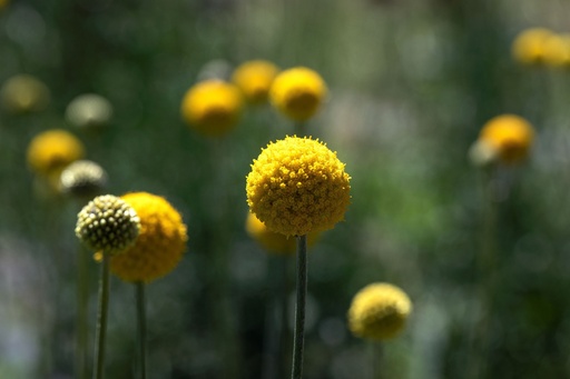 [AC-6675-00] Drumstick flower (Craspedia), Little suns