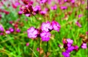 Carthusian pink (perennial)