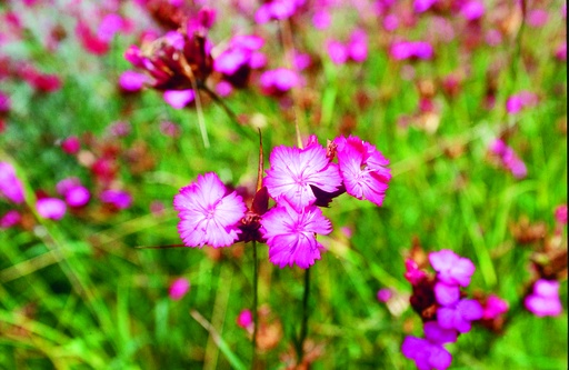 [AC-6782-00] Carthusian pink (perennial)