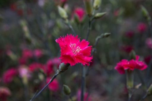 [AC-6783-00] Œillet des fleuristes, Œillet commun