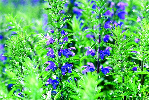 [69400] Tête de dragon de la Moldavie (plante annuelle)