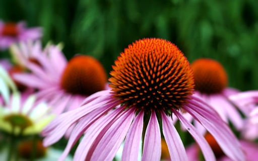 [AC-6950-00] Echinacea purpurea, Viola