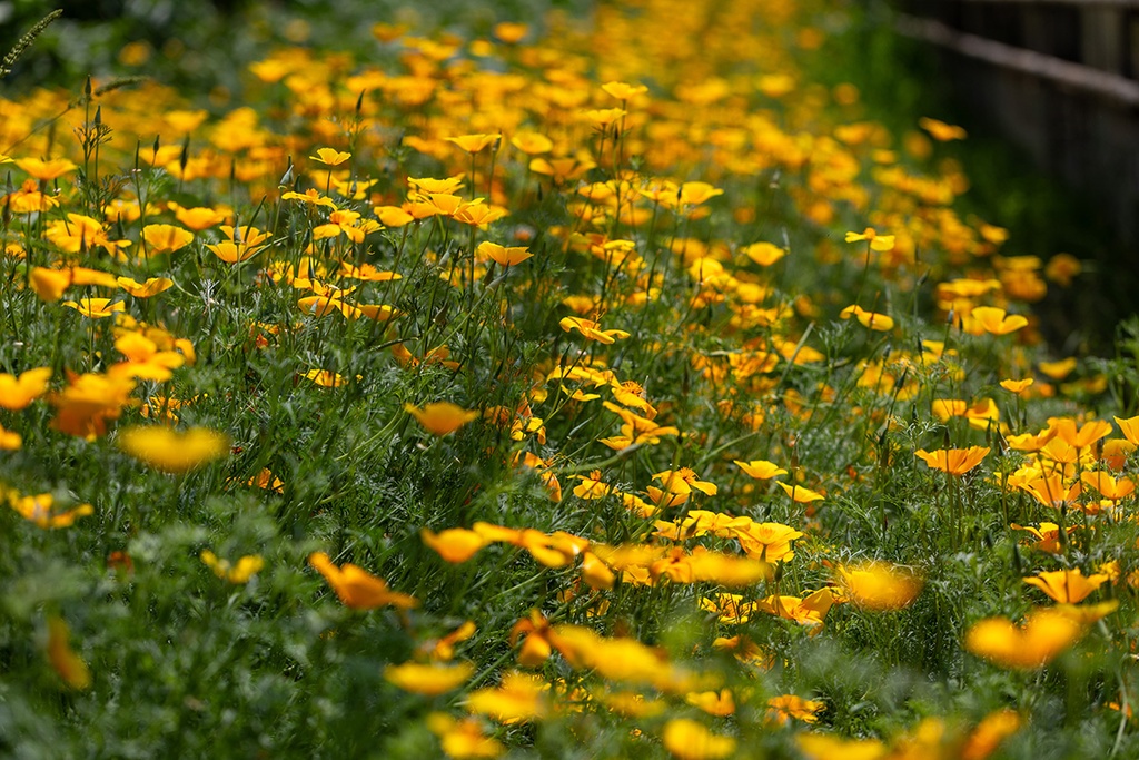 Graines de Pavot de Californie, Orange | Zollinger Bio