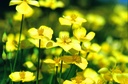 Papavero della California (Eschscholzia), Seta tailandese