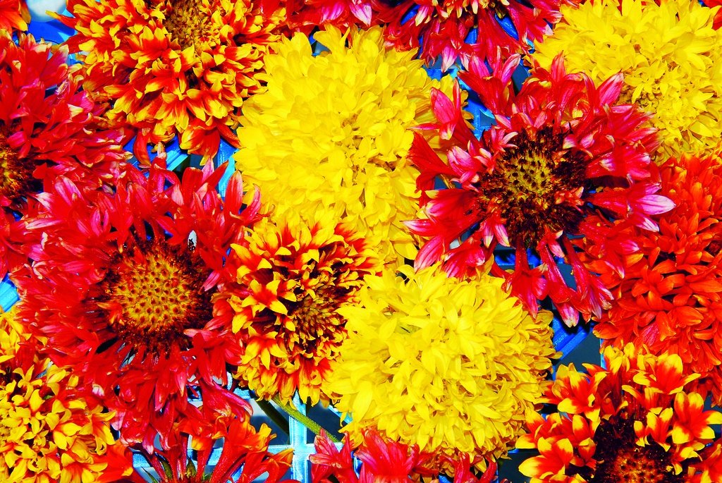 Indian blanket (annual)