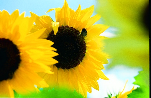 Sonnenblume, Gemischt (einjährig)