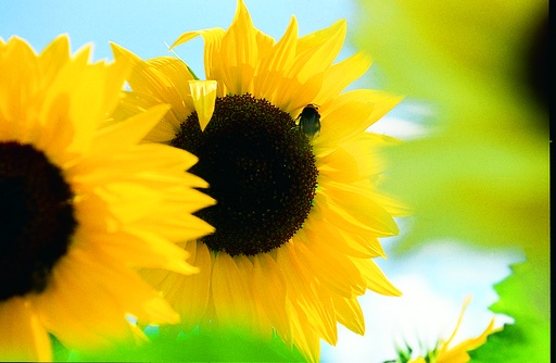 Tournesol, Mélange (plante annuelle)