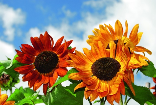 [AC-7122-00] Sonnenblume, Samt-Königin