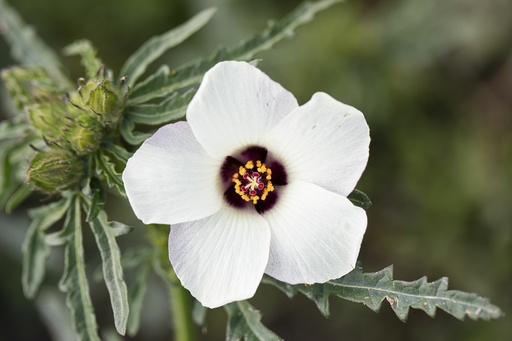 [AC-7200-00] Flower-of-an-hour (Bladder hibiscus) (annual)