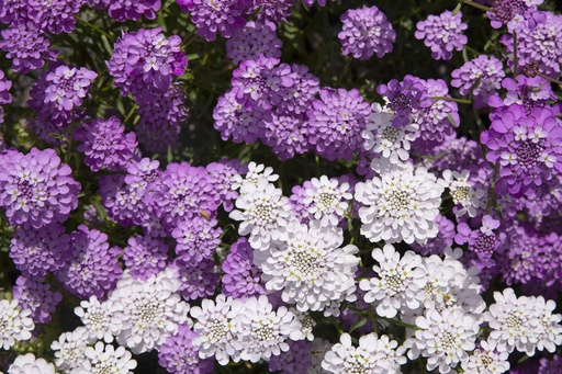 [AC-7300-00] Garden candytuft (Iberis), Mixed (annual)