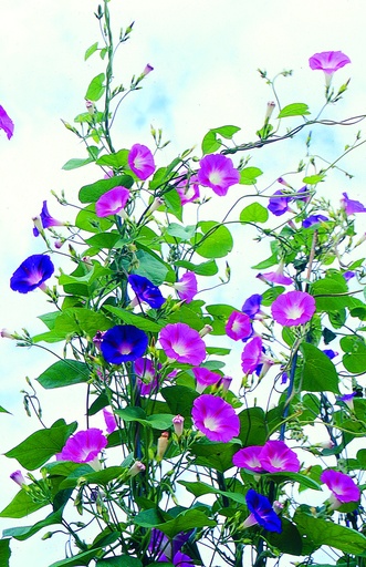 Ipomée (Volubilis), Pink-Blue (plante annuelle)