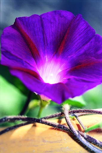 [AC-7381-00] Ipomée (Volubilis), Velour de nuit (plante annuelle)