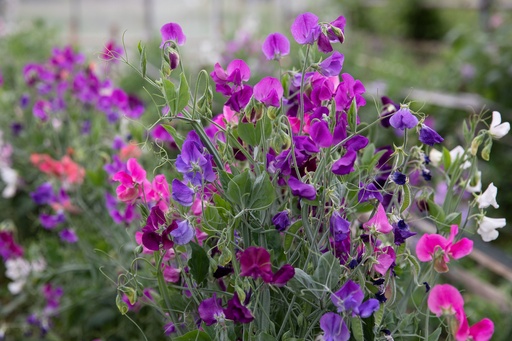 [AC-7480-00] Fragrant sweet pea, Magnificent mixture (annual)