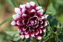 Dahlia, Duet