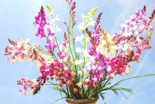 [AC-7650-00] Maroccan toadflax, Lollipop (annual)