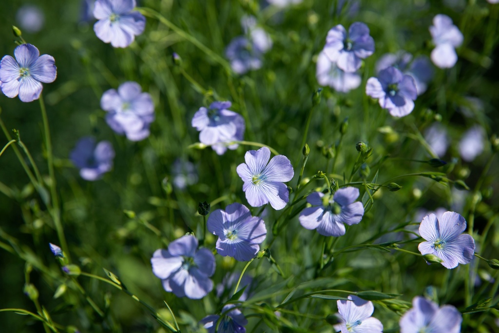 Graines de Lin Cultivé, Bleu | Zollinger Bio