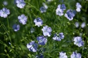 Lin cultivé, Bleu (plante annuelle)