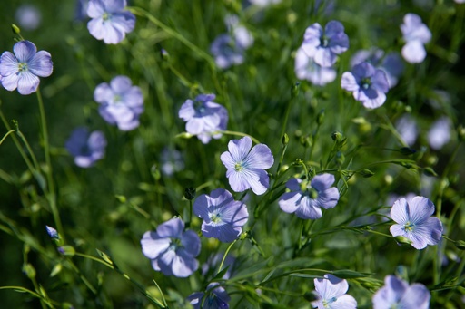 Gemeiner Lein (Flachs), Blaublühend (einjährig)