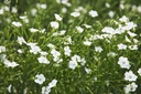 Flax (Linseed), White