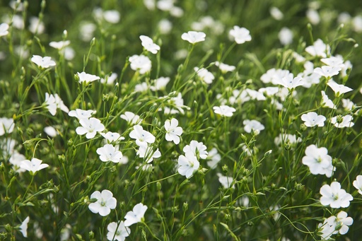 [AC-7661-00] Lin cultivé, Blanc