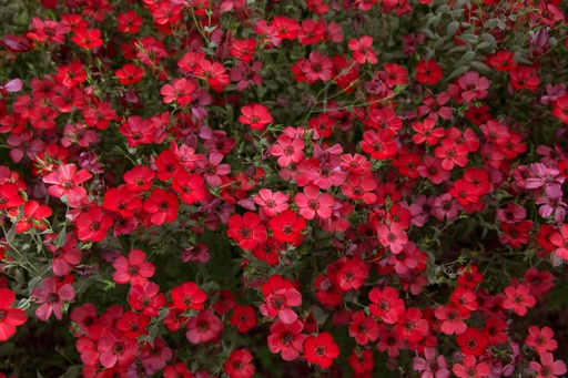 [AC-7664-00] Flowering flax, Red (annual)