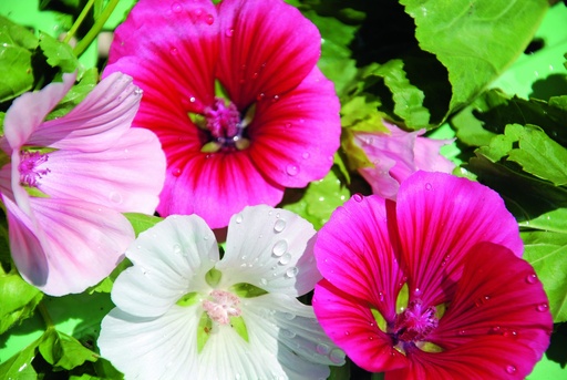 [AC-7764-00] Malope, Mélange (plante annuelle)