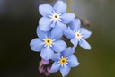 Vergissmeinnicht (Myosotis), Himmelblau (mehrjährig)