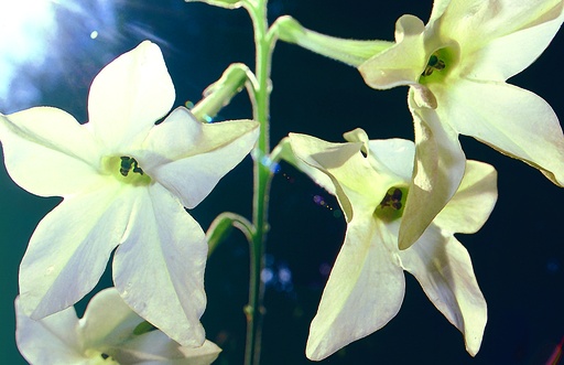 [AC-7960-00] Tabac d'ornement, Blanc (plante annuelle)