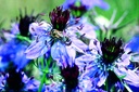 Nigella spagnola, Fioritura blu (un anno)