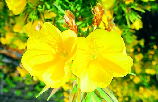 [AC-8060-00] Evening primrose (biennial)